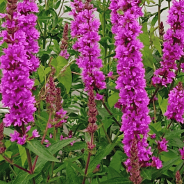 Дербенник иволистный The Beacon