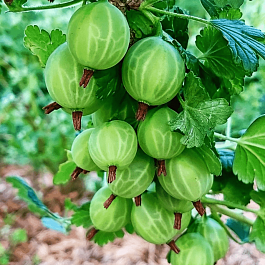 Крыжовник обыкновенный Martens