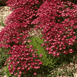 Камнеломка Арендса Ice Colours Pearl Red