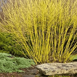 Дерен Отпрысковый Flaviramea