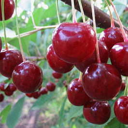 Вишня обыкновенная Десертная Морозовой