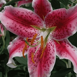 Лилия Stargazer