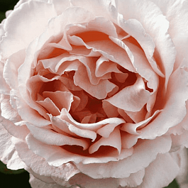 Роза чайно-гибридная Andre Le Notre