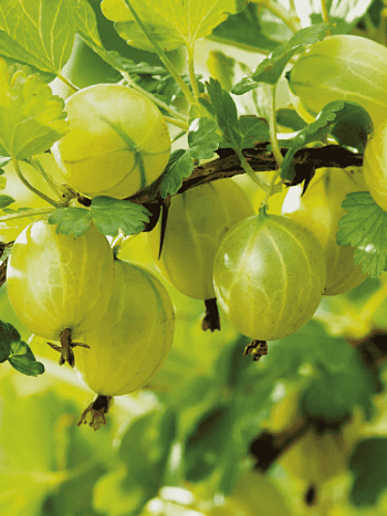 Крыжовник Мукуринес 1-2 года