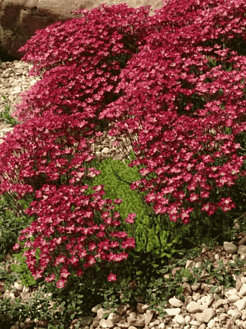 Камнеломка Арендса Ice Colours Pearl Red