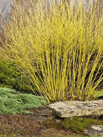 Дерен Отпрысковый Flaviramea