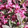 Вейгела цветущая Monet