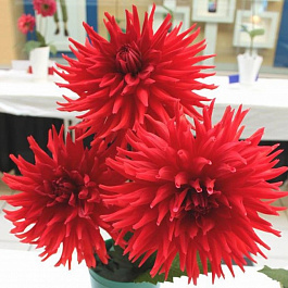 Георгина Декоративная Холли Хьюстон