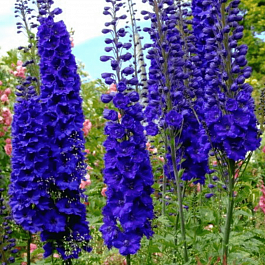 Дельфиниум  культурный M. F. Dark Blue with Black Bee