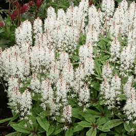 Тиарелла Spring Symphony