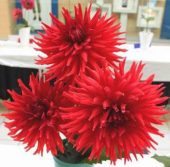 Георгина Декоративная Холли Хьюстон