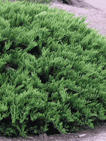 Можжевельник казацкий  Tamariscifolia