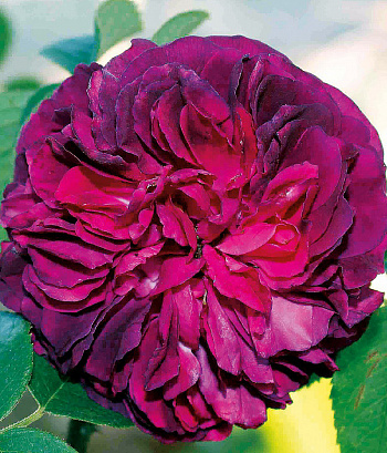 Роза Souvenir d`Alphonse Lavallee