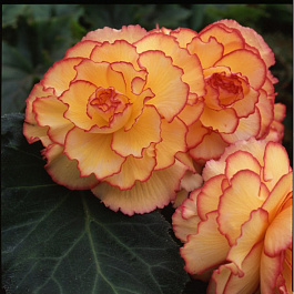 Бегония клубневая Америгибрид Пикоти Санбёрст