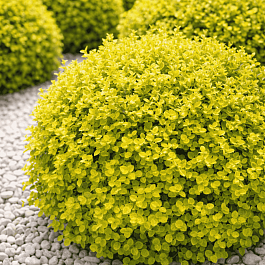 Барбарис Тунберга Bonanza gold