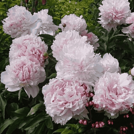 Пион Молочноцветковый Eden's Perfume