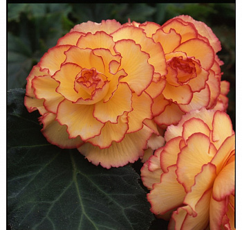 Бегония клубневая Америгибрид Пикоти Санбёрст