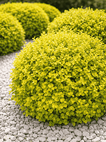 Барбарис Тунберга Bonanza gold