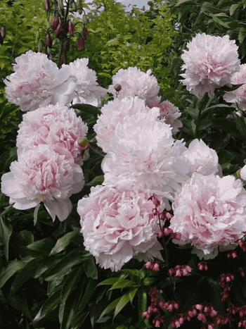 Пион Молочноцветковый Eden's Perfume