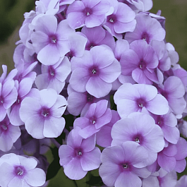 Флокс метельчатый Виринея