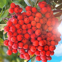 Рябина Сорбинка Рябина Сорбинка