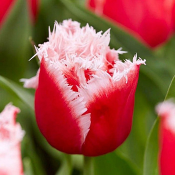 Тюльпан бахромчатый Канаста
