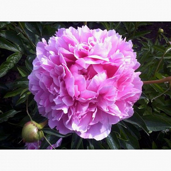 Пион травянистый Сьюзи Кью