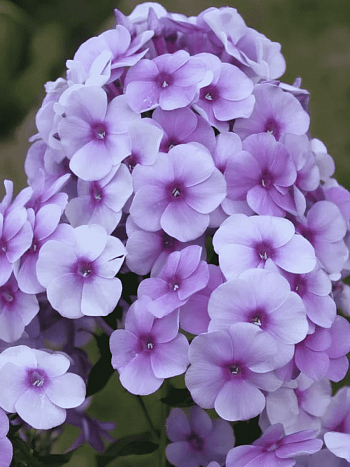 Флокс метельчатый Виринея