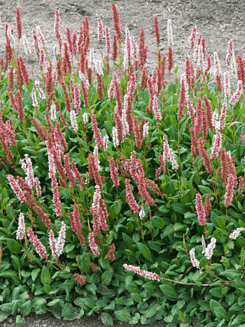 Горец родственный Darjeeling Red
