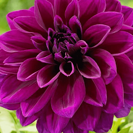 Георгина Thomas A Edison