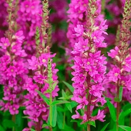 Дербенник иволистный Robin