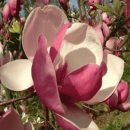 Магнолия суланжа Rustica Rubra