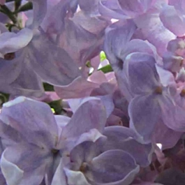 Сирень обыкновенная Летний сад