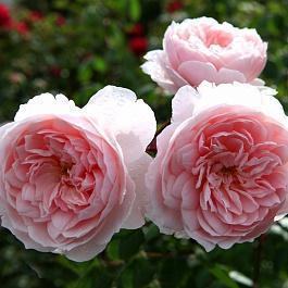 Роза Кустовая Wisley 2008