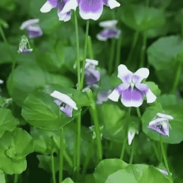 Виола ежевичная