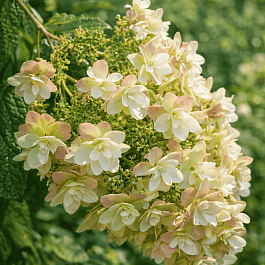 Гортензия дуболистная Tennessee Clone