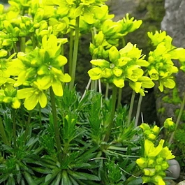 Крупка вечнозеленая