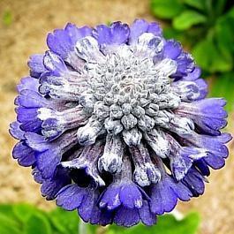 Примула (Первоцвет) головчатая Noverna Deep Blue