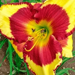 Лилейник Punxsutawney Phil