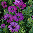 Остеоспермум Акилла Парпл Остеоспермум Акилла Парпл