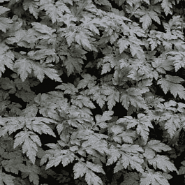 Полынь молочноцветковая Guizhou