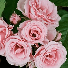 Роза спрей Lydia