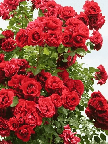 Роза Плетистая  Sympathie