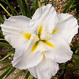 Ирис японский Голд Баунд