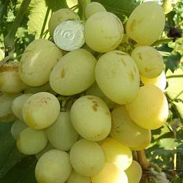 Виноград плодовый Боготяновский