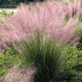 Мюленбекия волосовидная