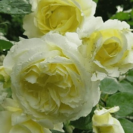 Роза плетистая Elfe