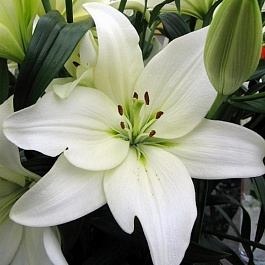 Лилия ЛА-гибрид Бах НАБОР 2ШТ (2+2)