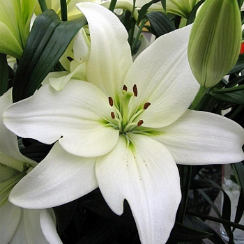 Лилия ЛА-гибрид Бах НАБОР 2ШТ (2+2)