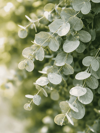 Эвкалипт Ганна